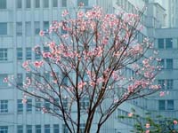 都会に咲く花.jpg