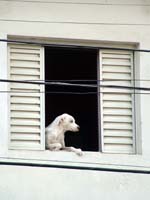 窓際犬.jpg