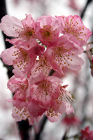 雪割桜（８月１０日）.jpg